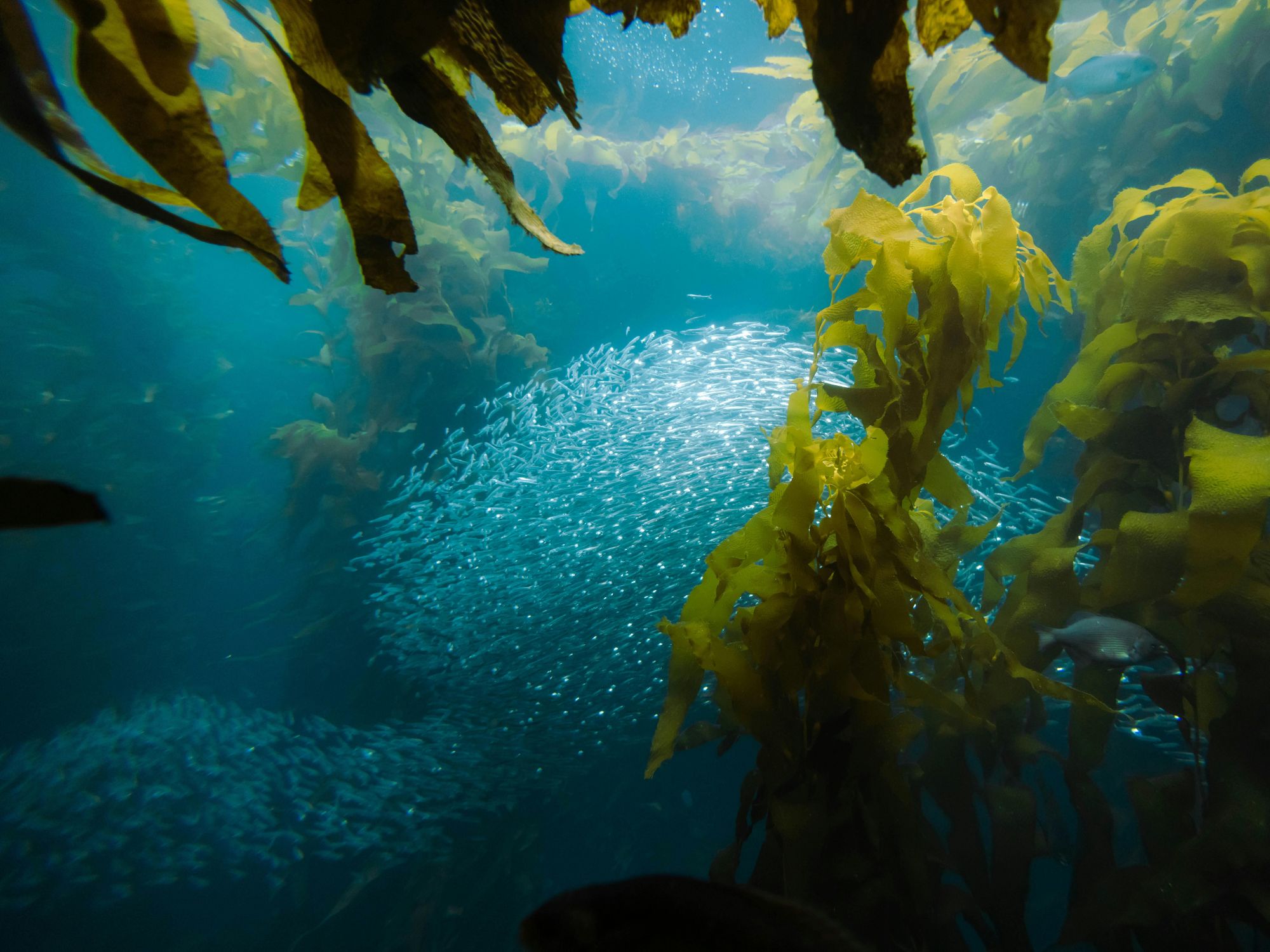 seaflora skincare<br />
